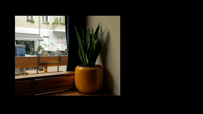 Foto von einem Bogenhanf (Sansevieria Trifasciata) auf einer Fensterbank mit Blick aus dem Fenster auf eine Straße